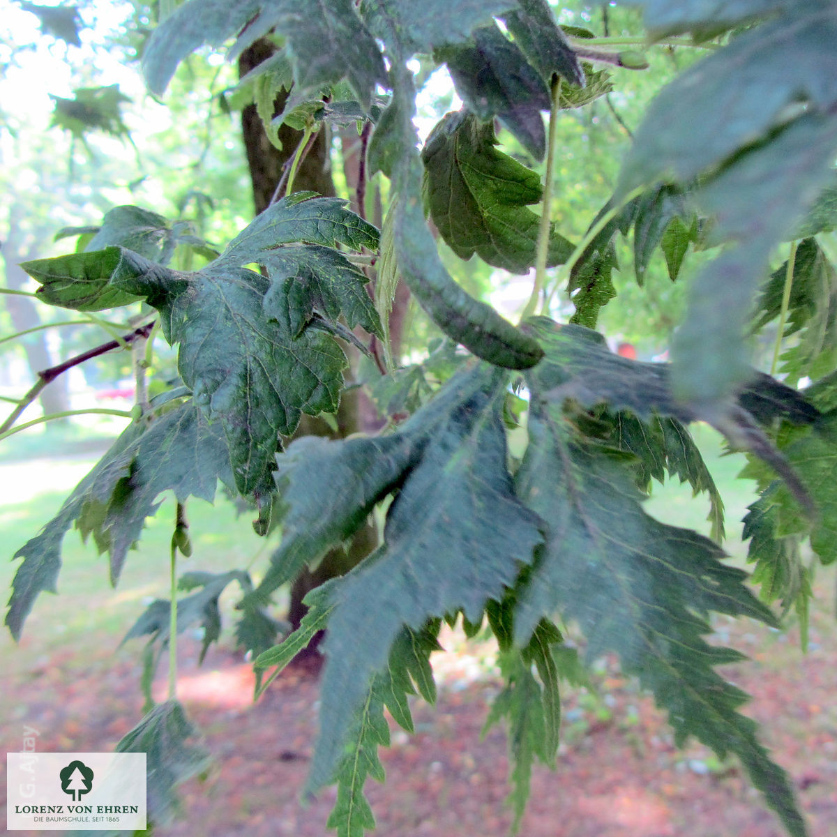 Tilia platyphyllos 'Laciniata'