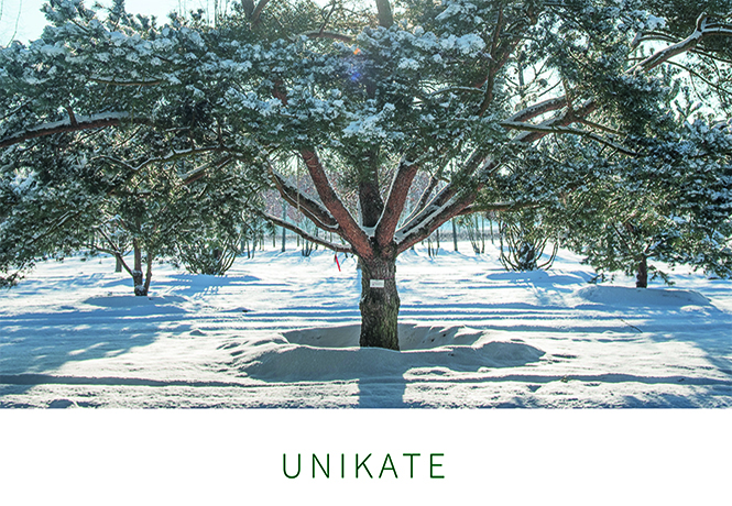 Titelbild Unikate