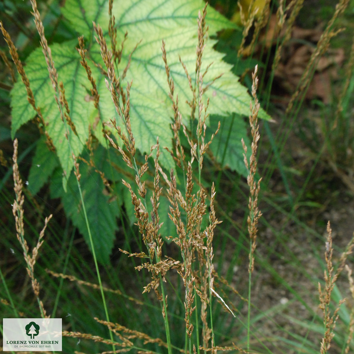 Molinia caerulea 'Dauerstrahl'