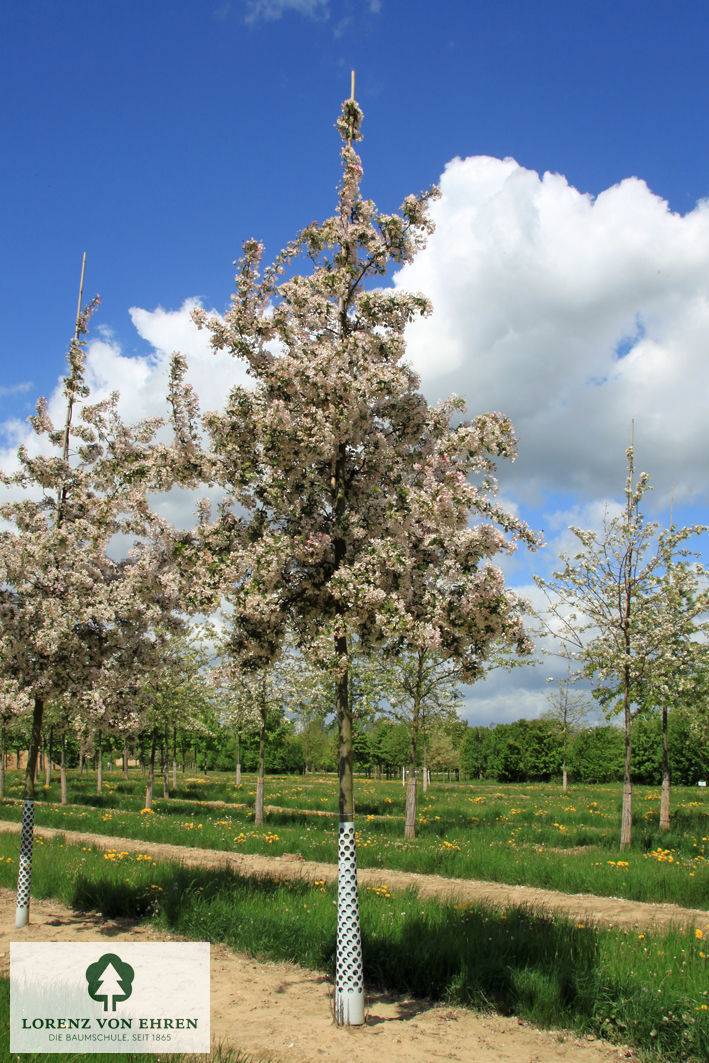 Malus floribunda