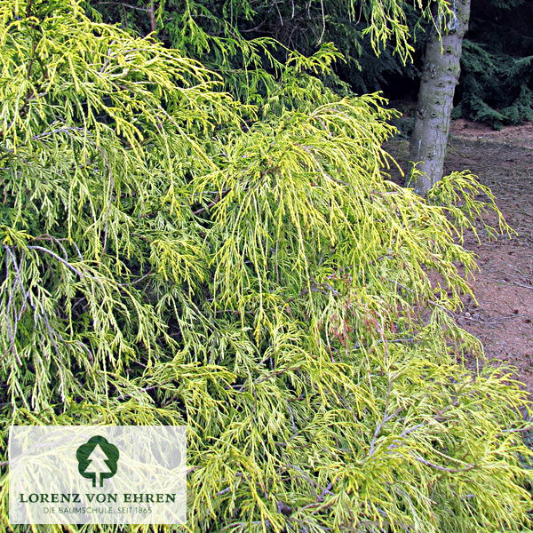 Chamaecyparis pisifera 'Filifera Aurea'