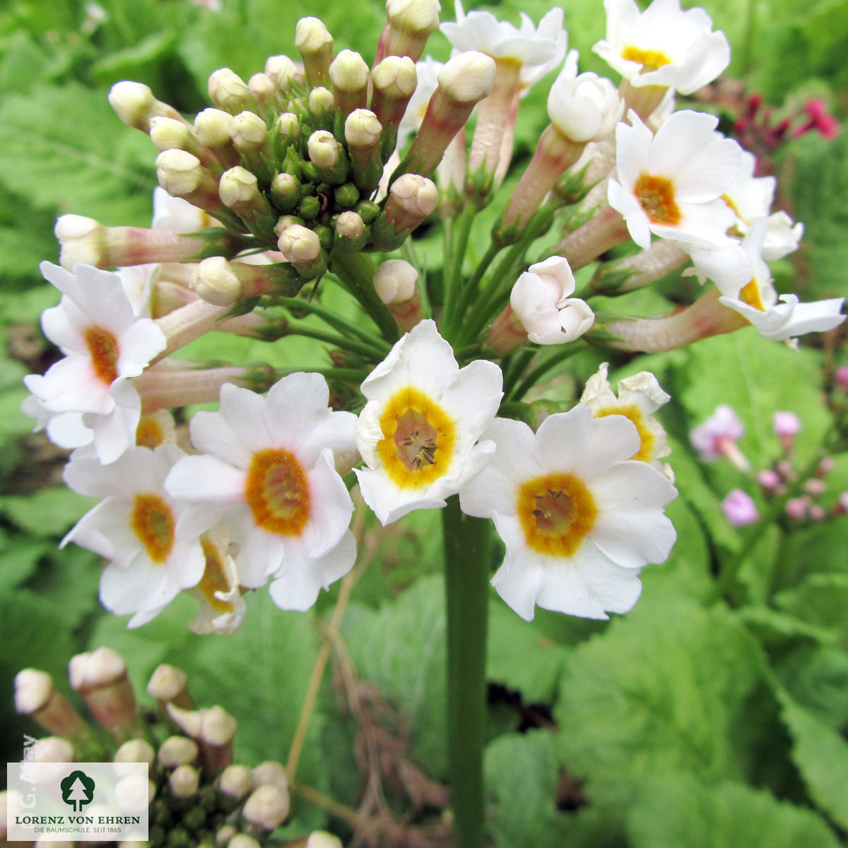 Primula elatior
