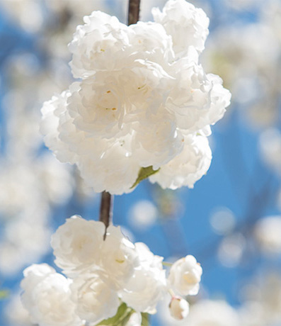 Weiße Blüte der Vogelkirsche