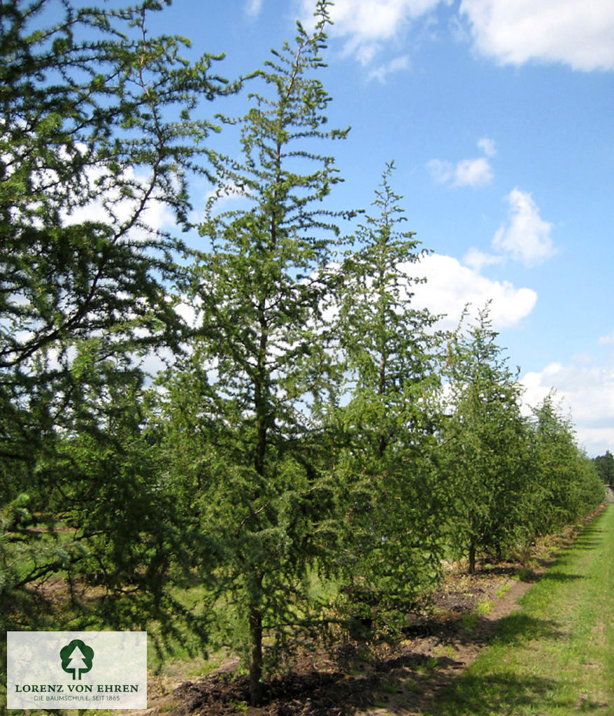 Larix kaempferi 'Diana'