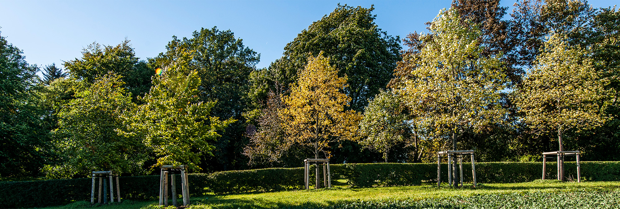 Landgut Projekt Großbaum Herbststimmung fünf frisch gepflanzte große Bäume in Reihe als Grenze zu einem Park