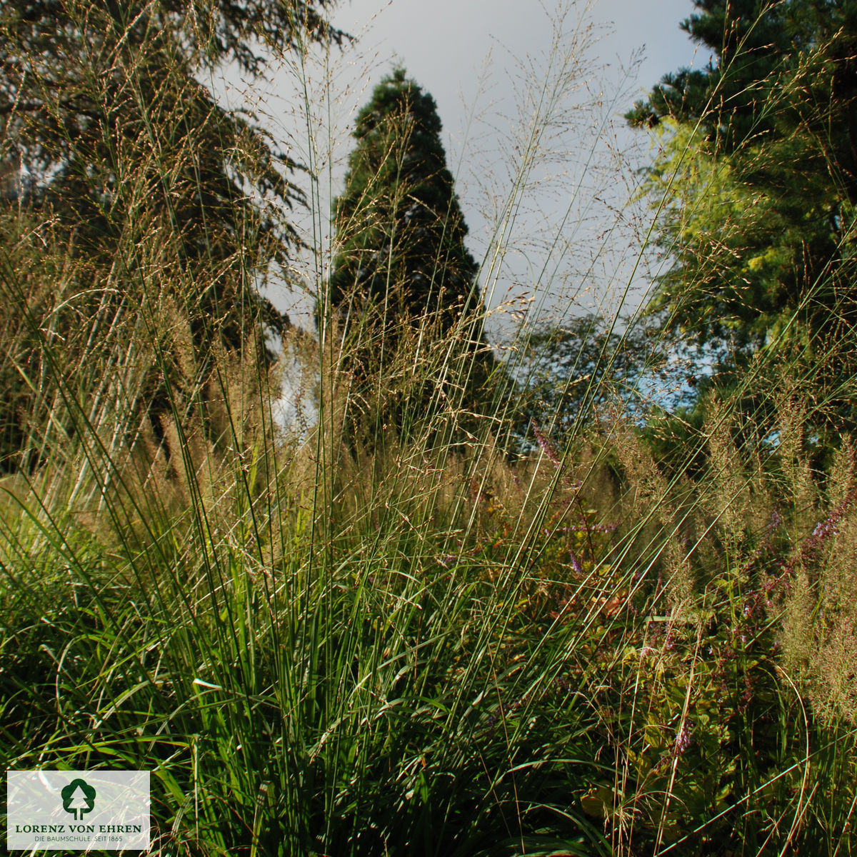 Molinia arundinacea 'Fontäne'