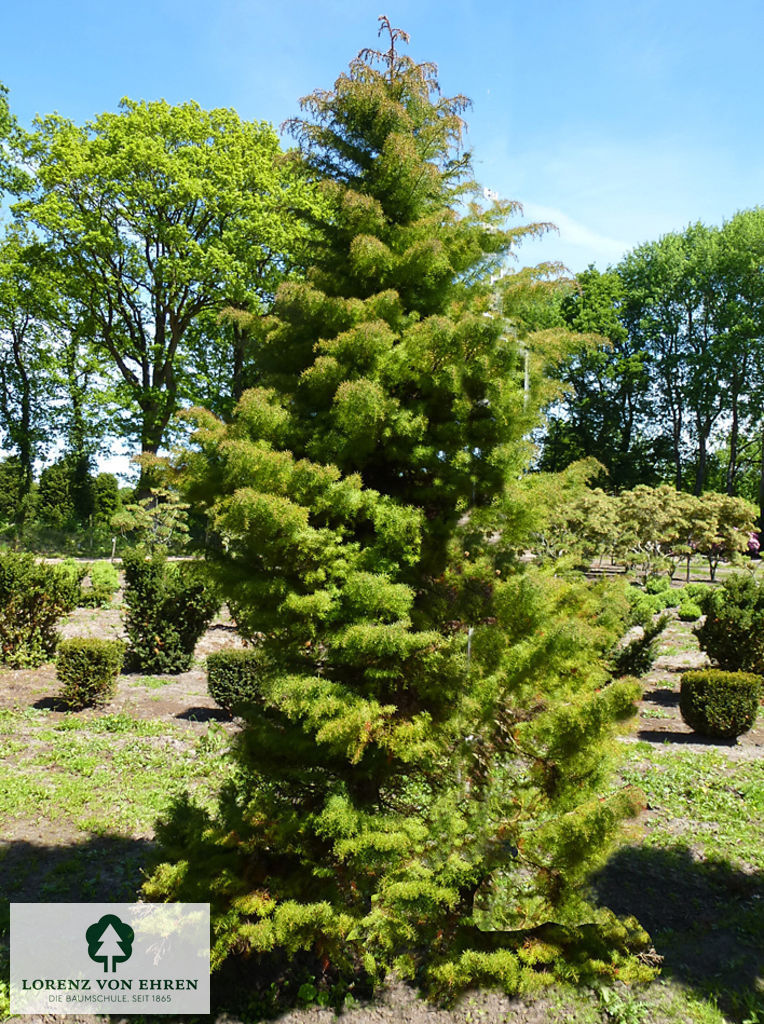 Cryptomeria japonica 'Elegans Viridis'