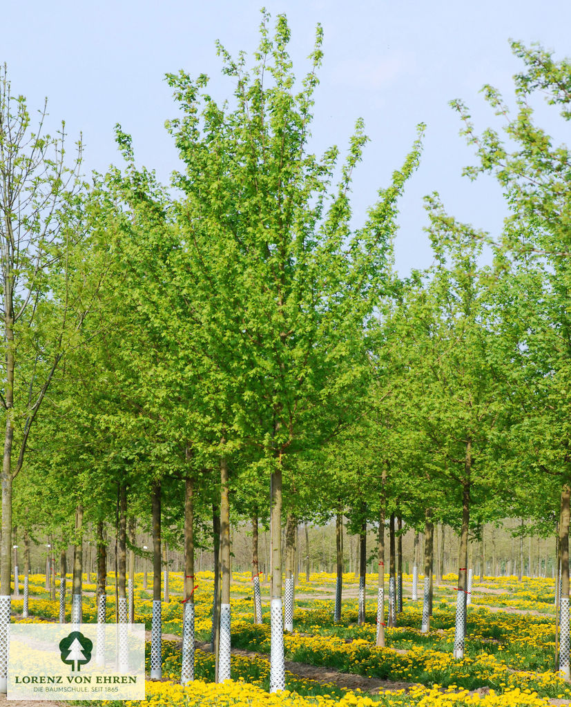 Acer campestre Quartier Sommer