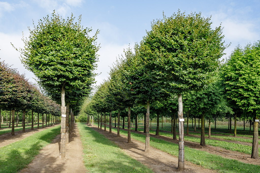 Fagus sylvatica Hochstamm Kugel Kugelbuchen auf Stamm im Sommer
