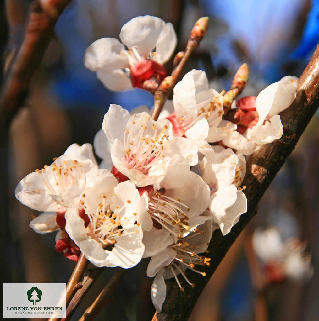 Prunus armeniaca 'Kuresia'