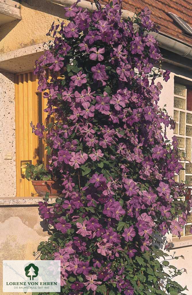 Clematis 'Lady Betty Balfour'