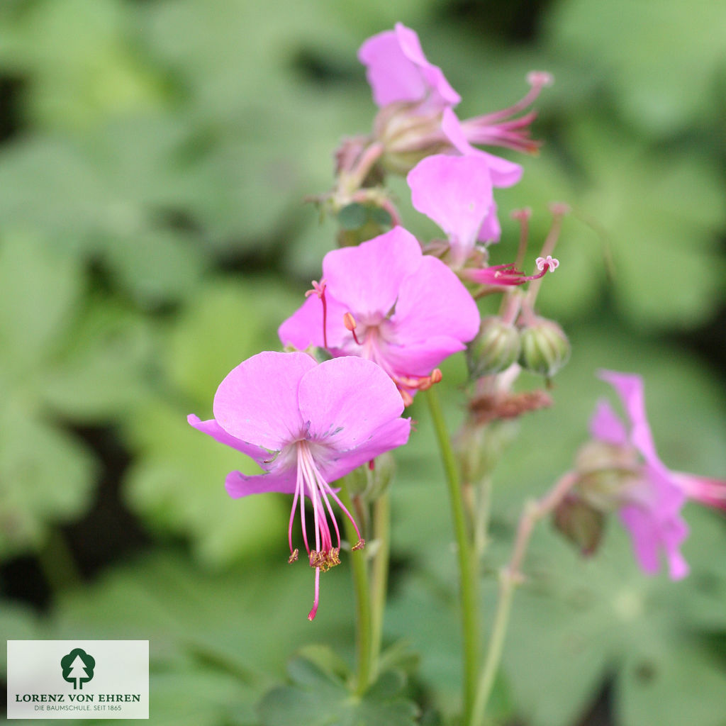 Geranium cantabrigiense 'Karmina'