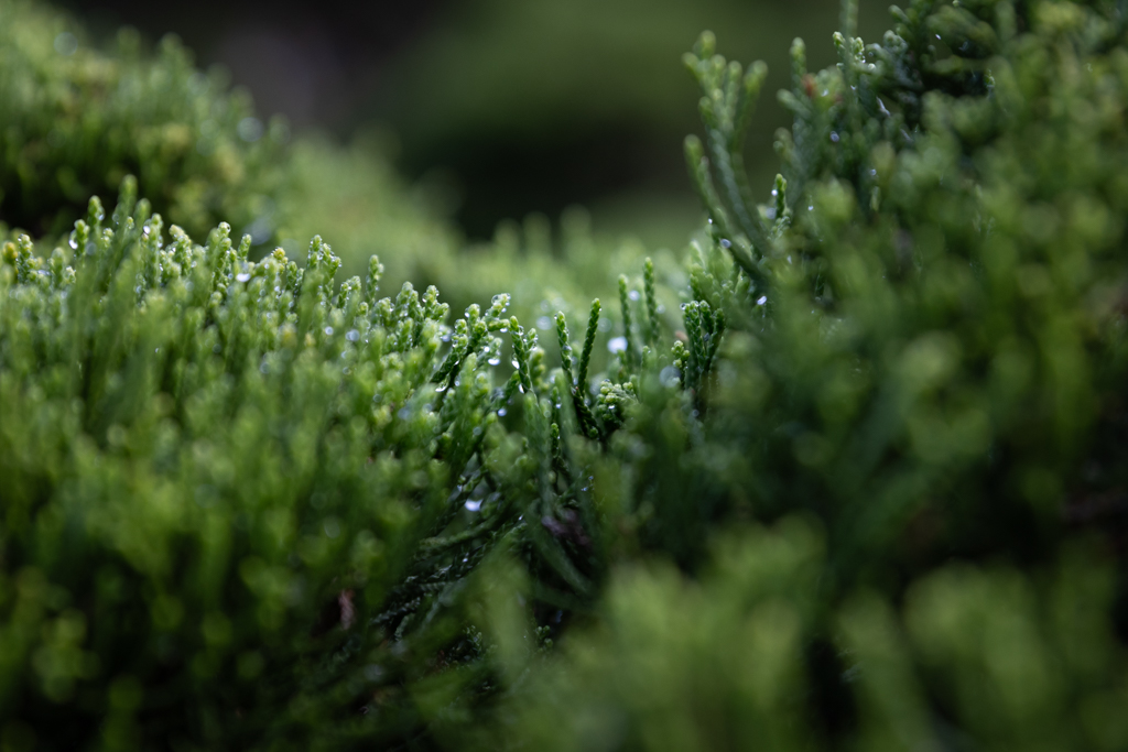 Juniperus media 'Mint Julep' Unikat