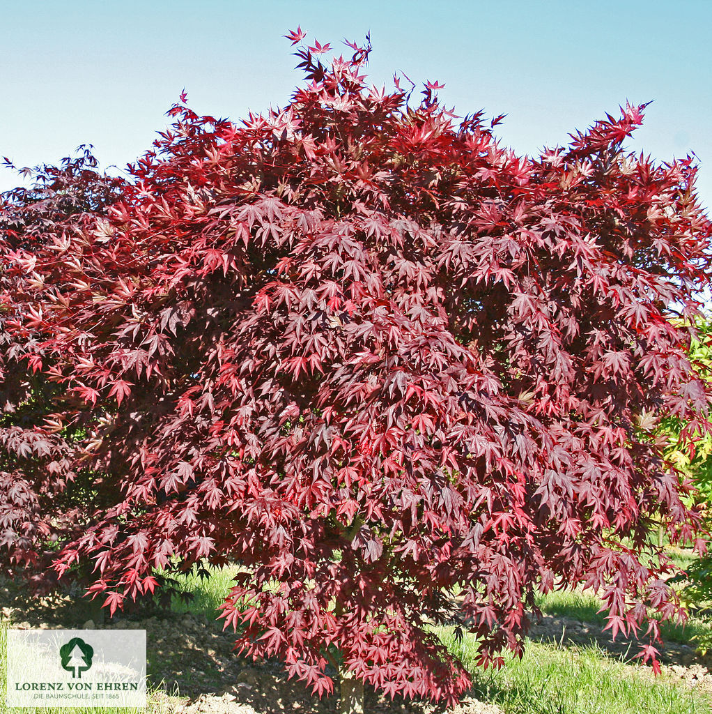 Acer palmatum 'Bloodgood'