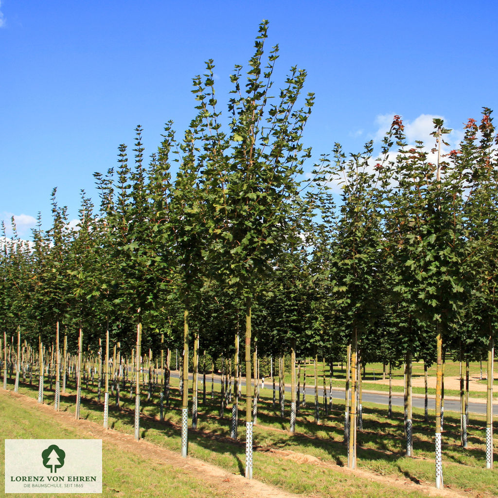 Acer platanoides 'Emerald Queen'