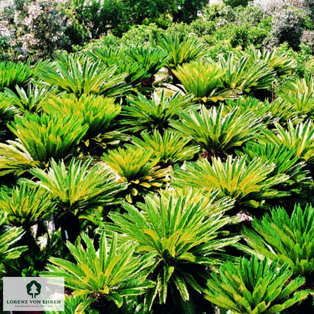 Cycas revoluta