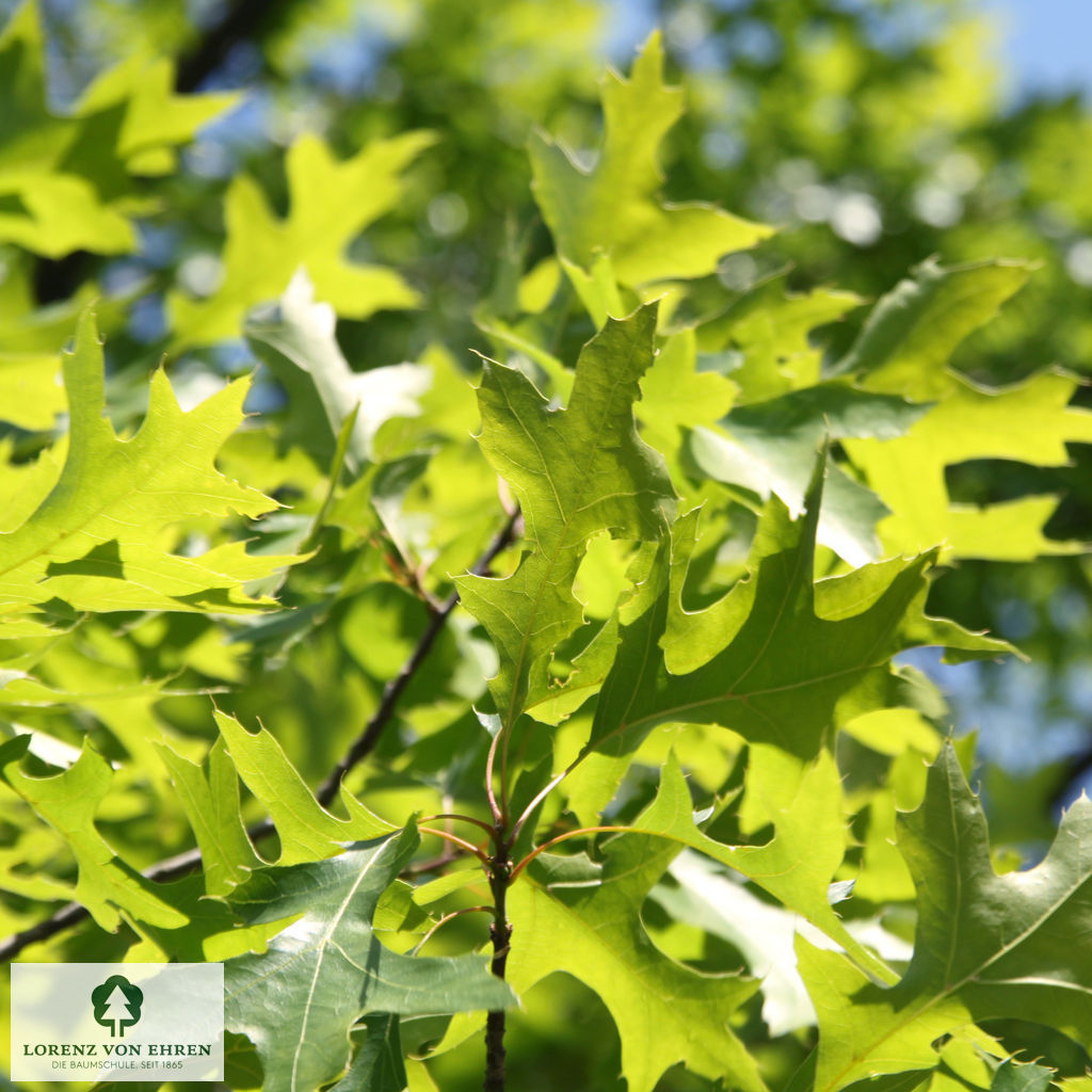 Quercus palustris