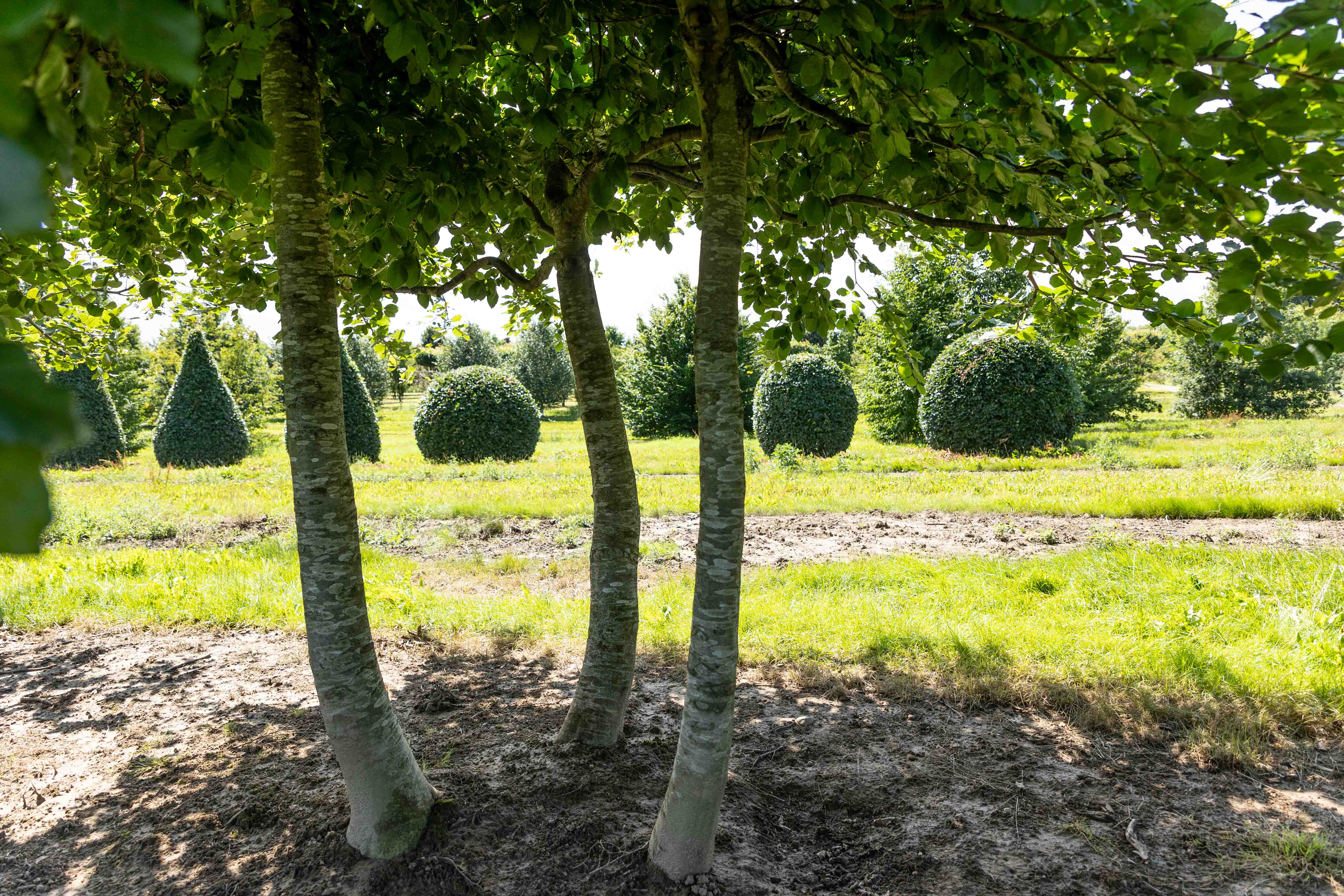 Fagus sylvatica 'Horizontalis' Unikat
