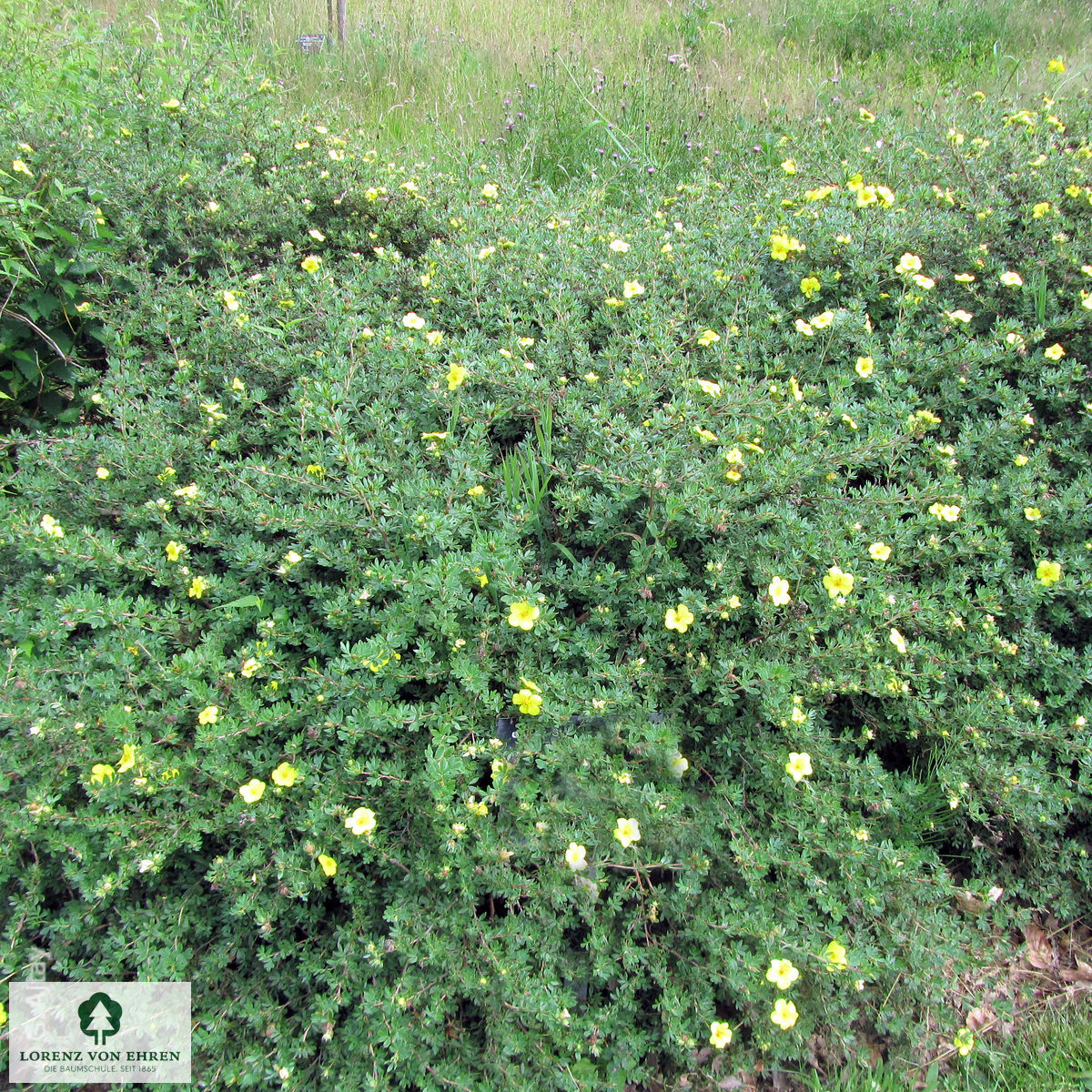 Potentilla fruticosa 'Longacre'