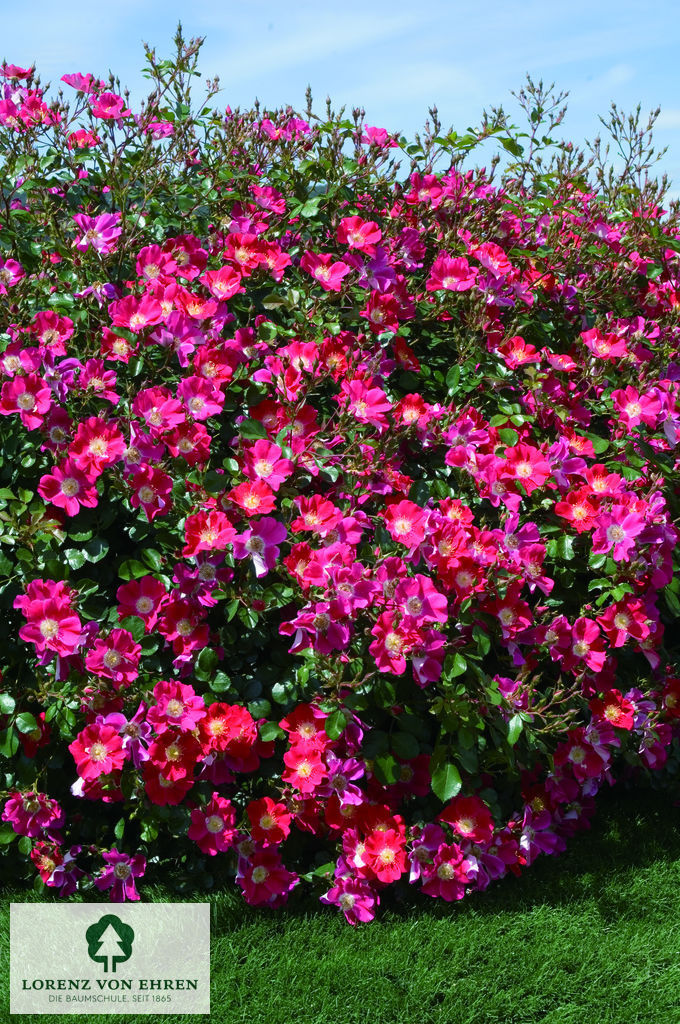 Rosa 'Candia Meidiland'