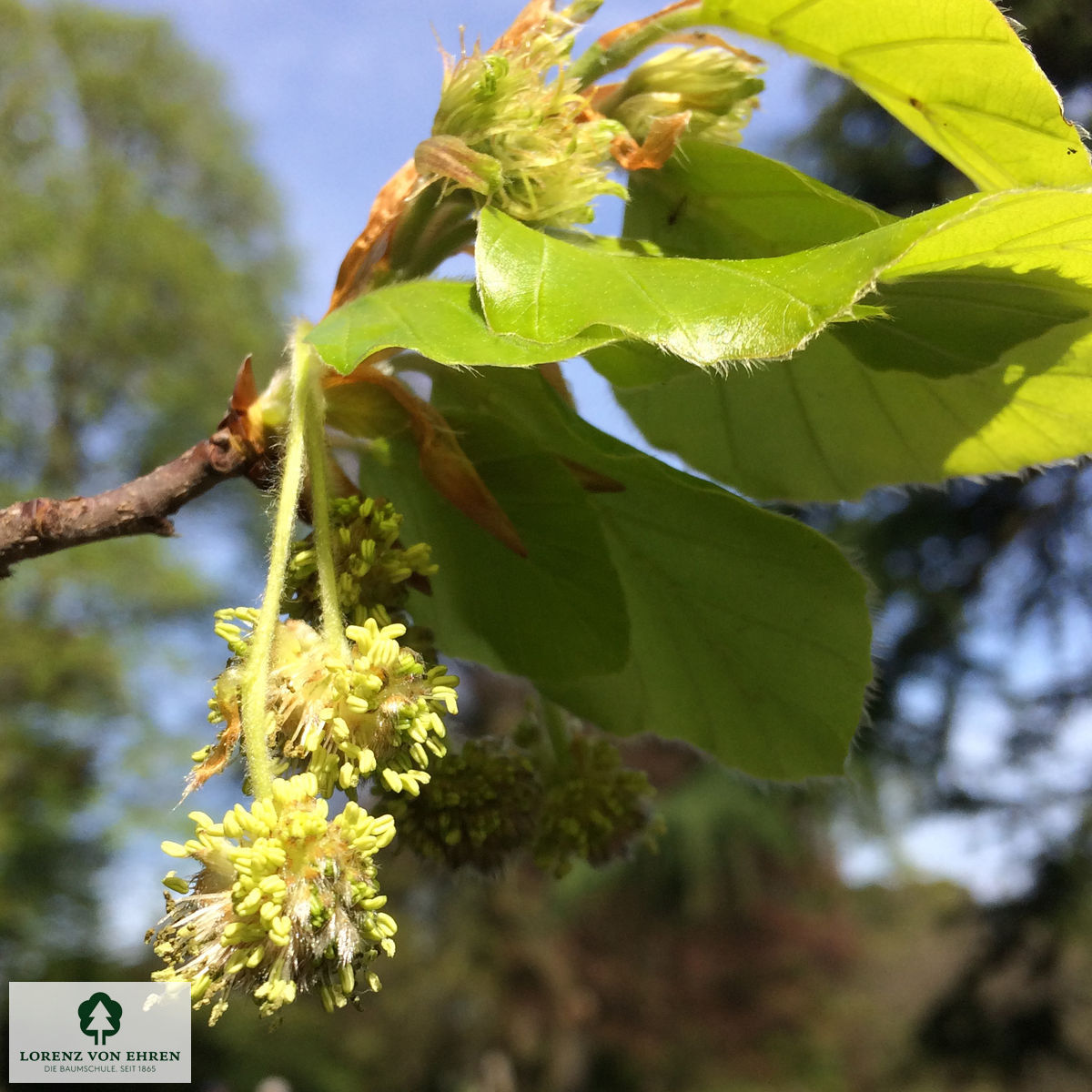 Fagus sylvatica