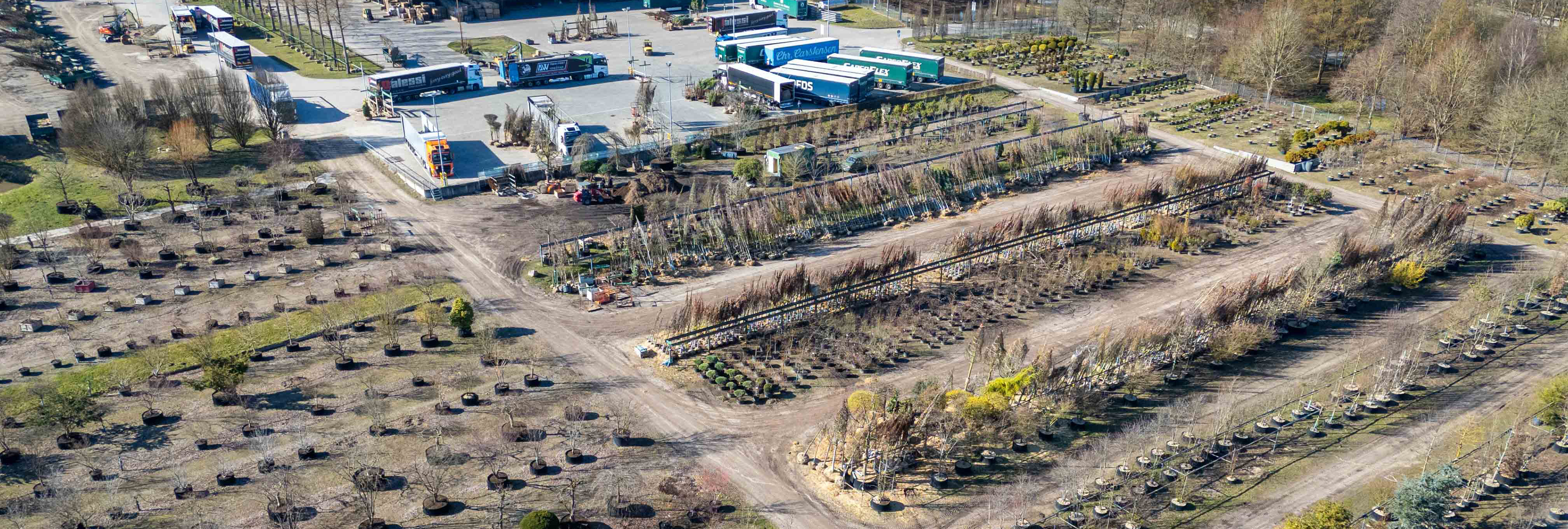 Containerpflanzen Frühling