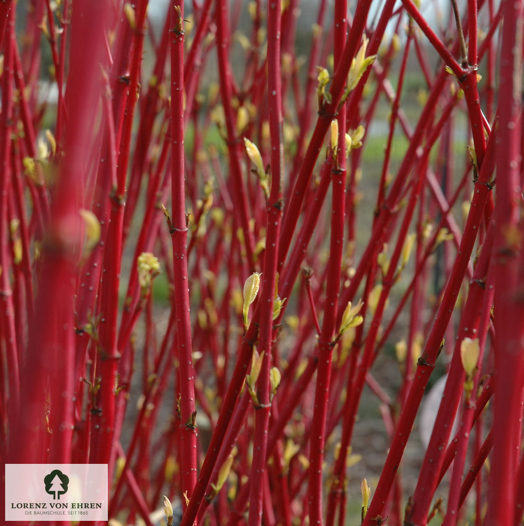 Cornus alba 'Elegantissima'