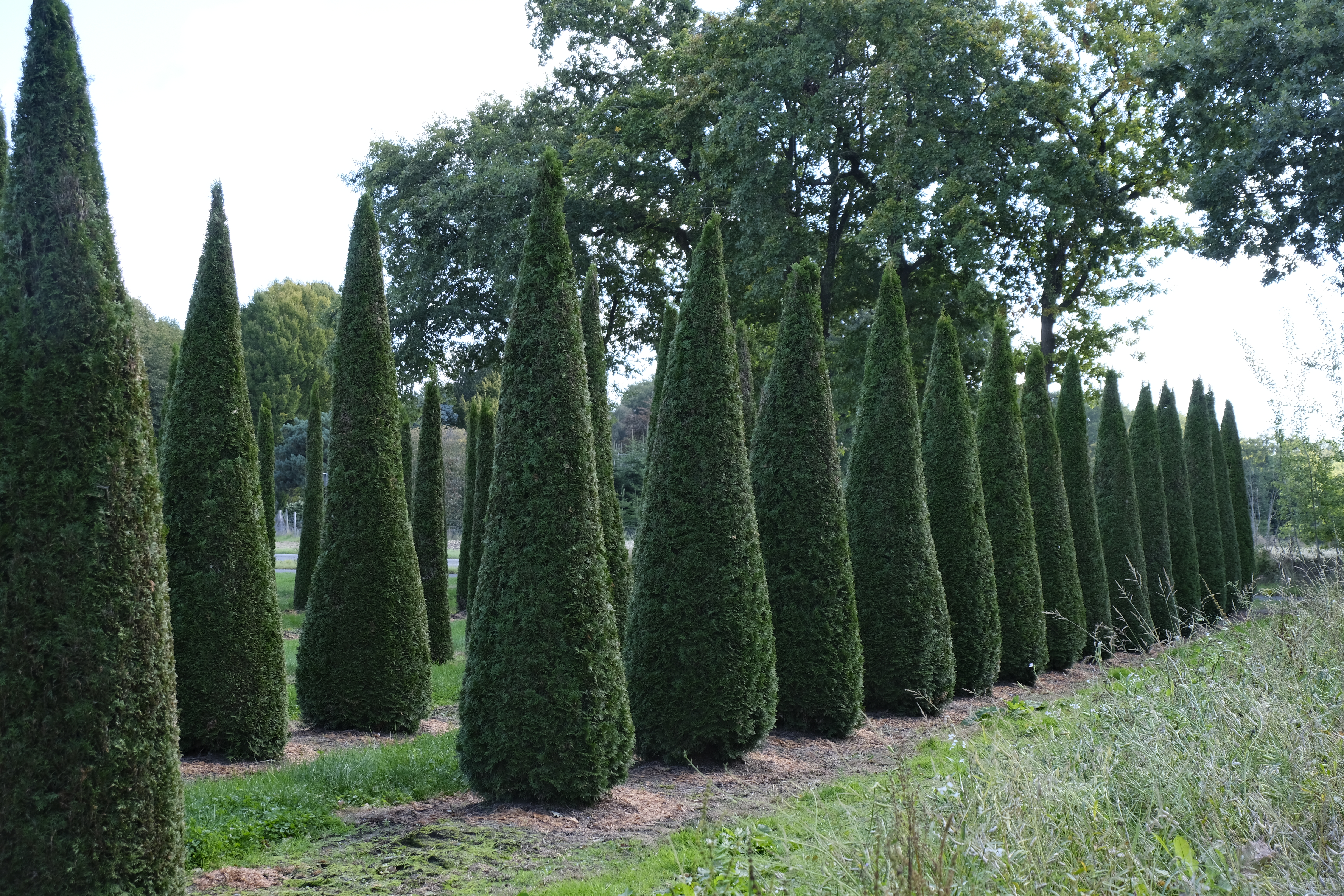 Baum in Kegelform