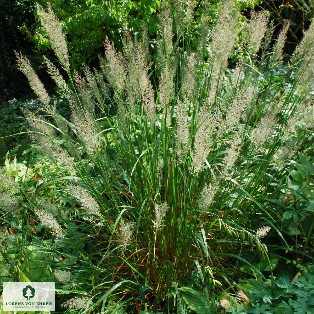 Calamagrostis brachytricha