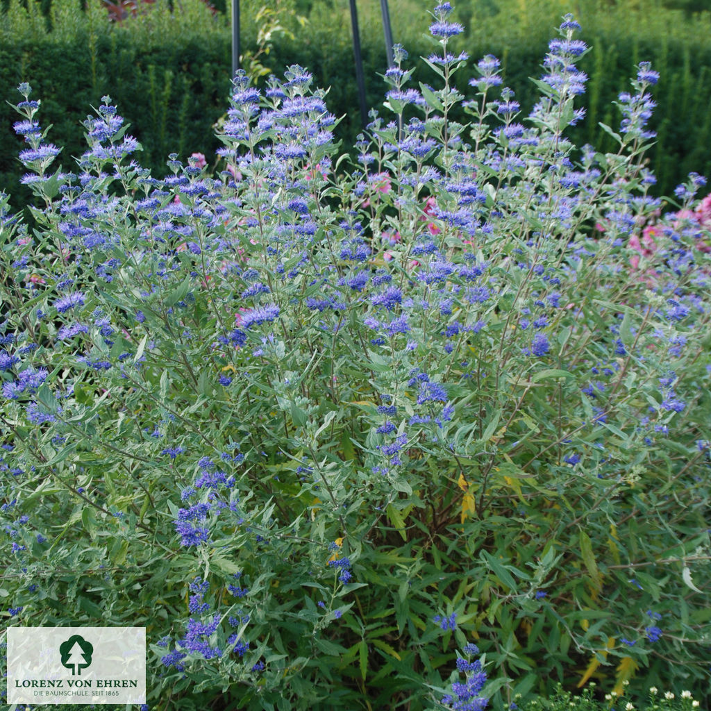 Caryopteris clandonensis 'Heavenly Blue'