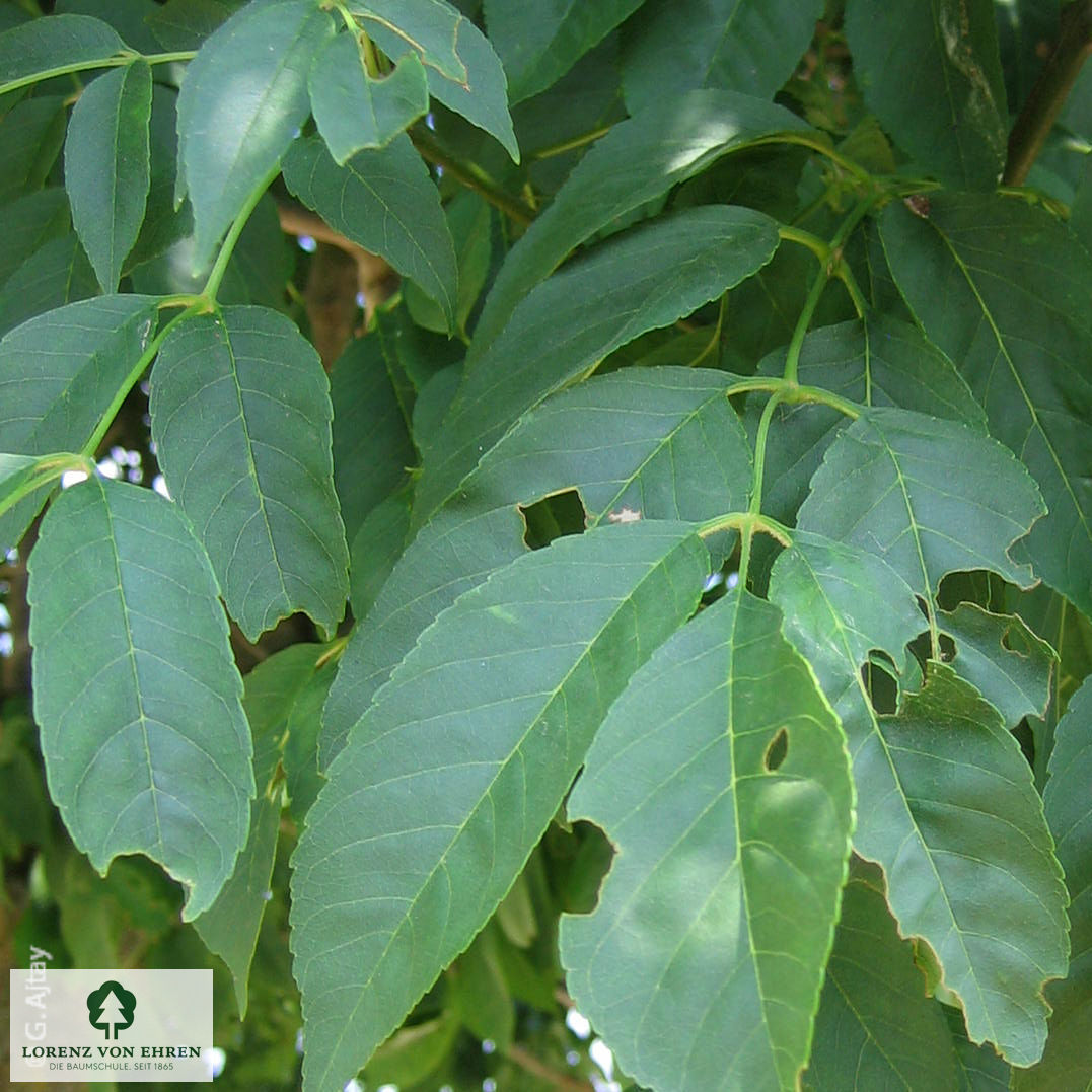 Fraxinus ornus 'Mecsek'