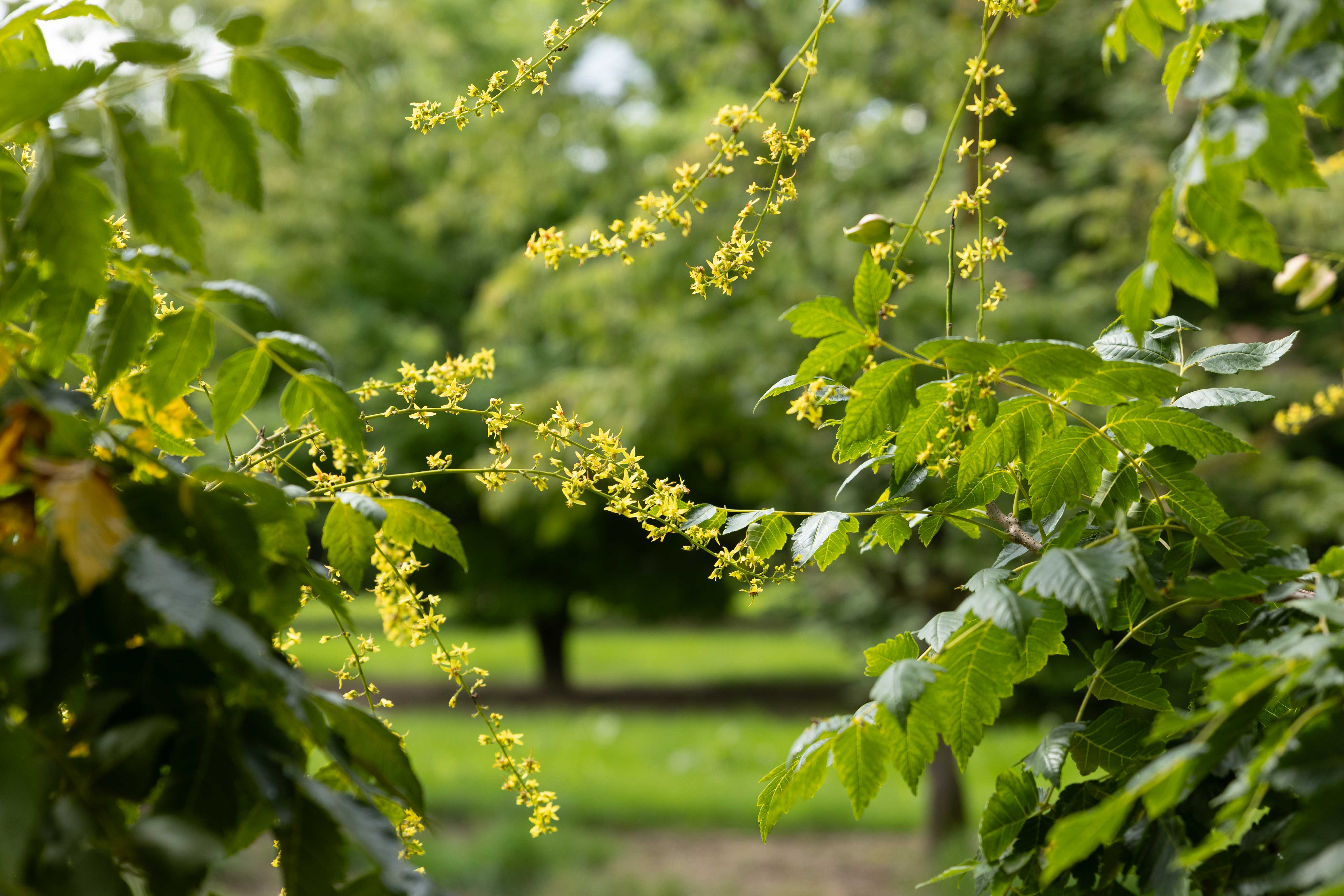 Gelbe Blüte der Blasenesche Koelreuteria paniculata