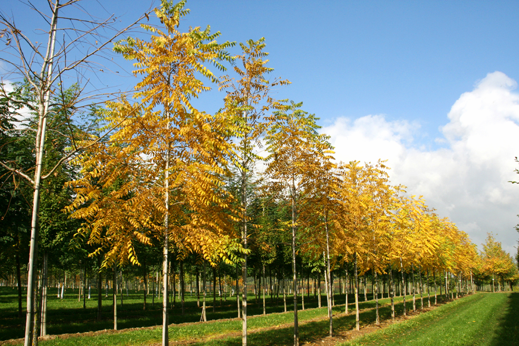 Juglans nigra, die Schwarznuss, in der Baumschule Lorenz von Ehren im Herbst. Entdecken Sie die Pracht dieser einzigartigen Walnussart und finden Sie Inspiration für Ihre eigenen grünen Projekte.