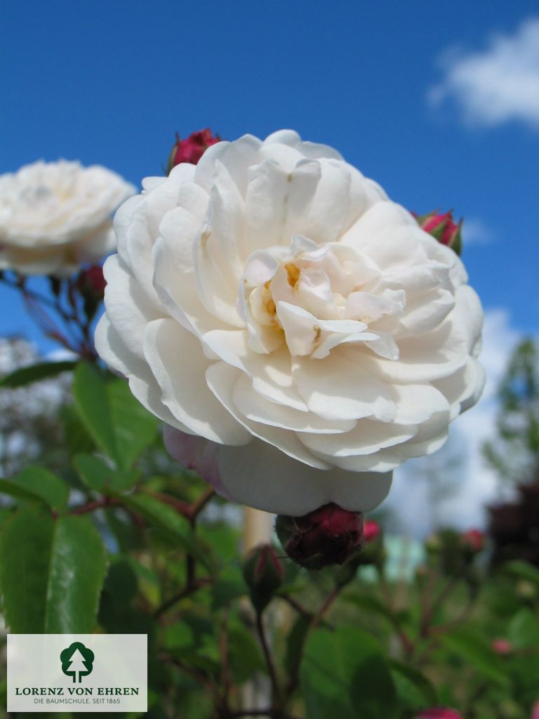 Rosa 'Félicité et Perpétue'