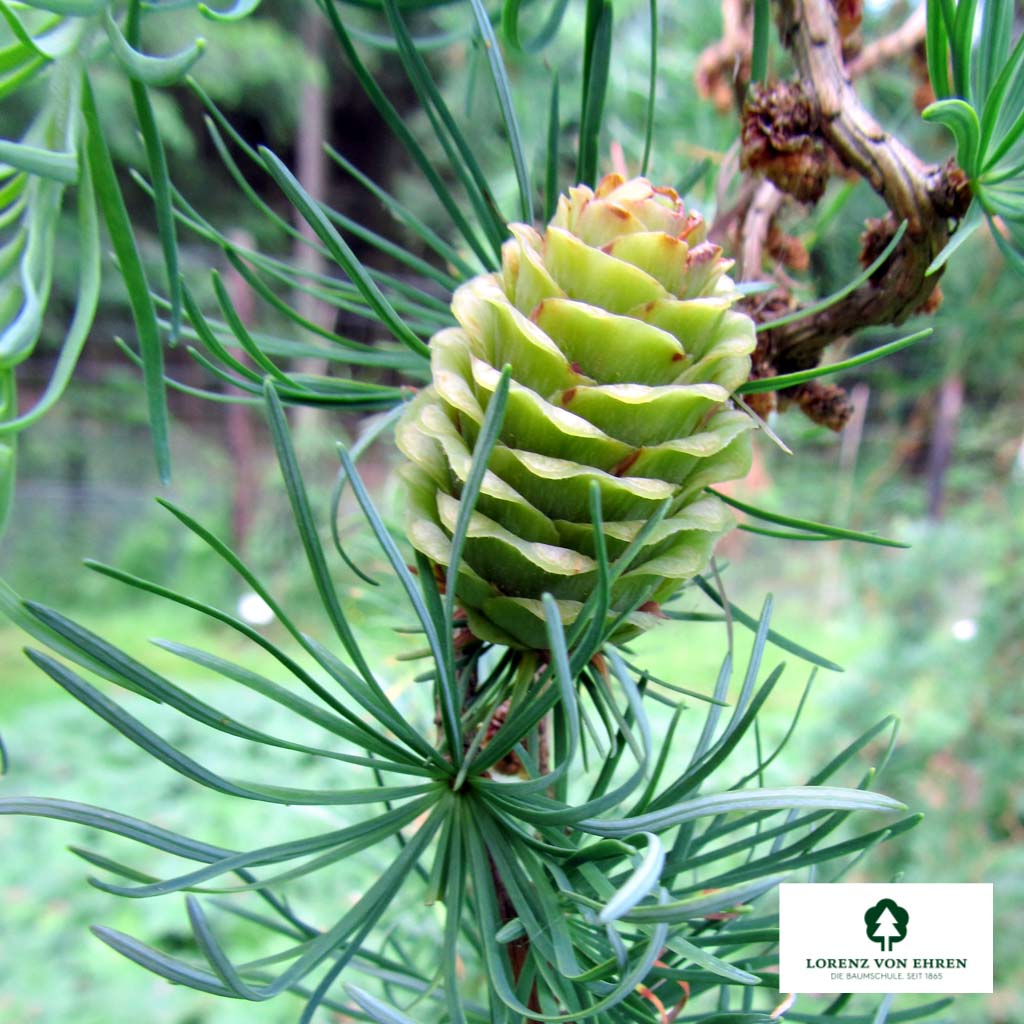 Larix kaempferi Unikat