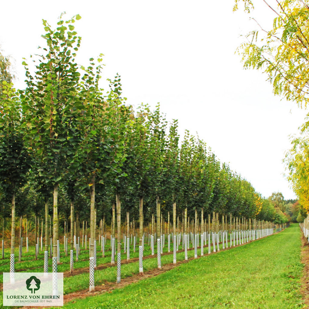 Tilia platyphyllos 'Örebro'