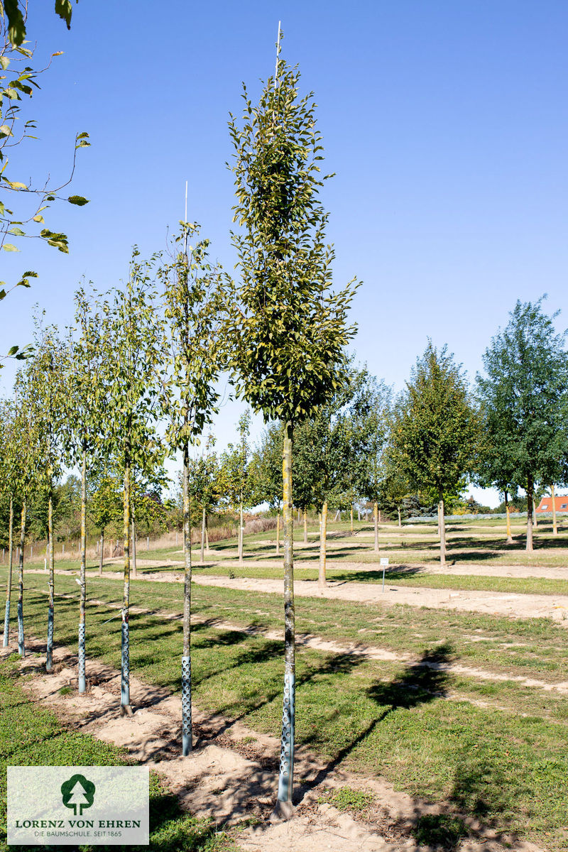 Carpinus betulus 'Frans Fontaine'