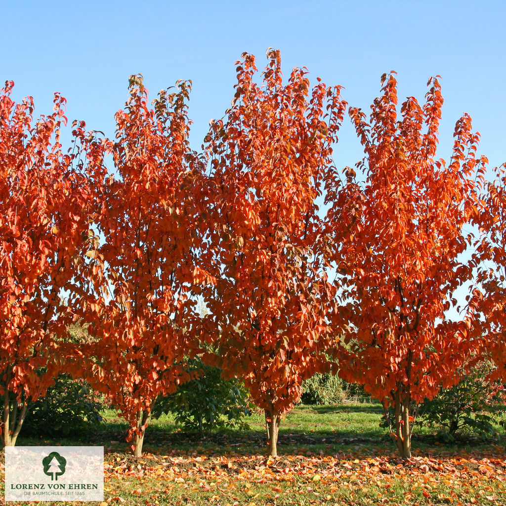 Prunus sargentii