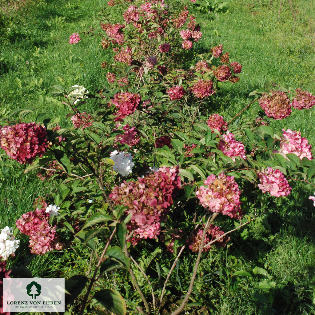 Hydrangea paniculata 'Vanilla Fraise'