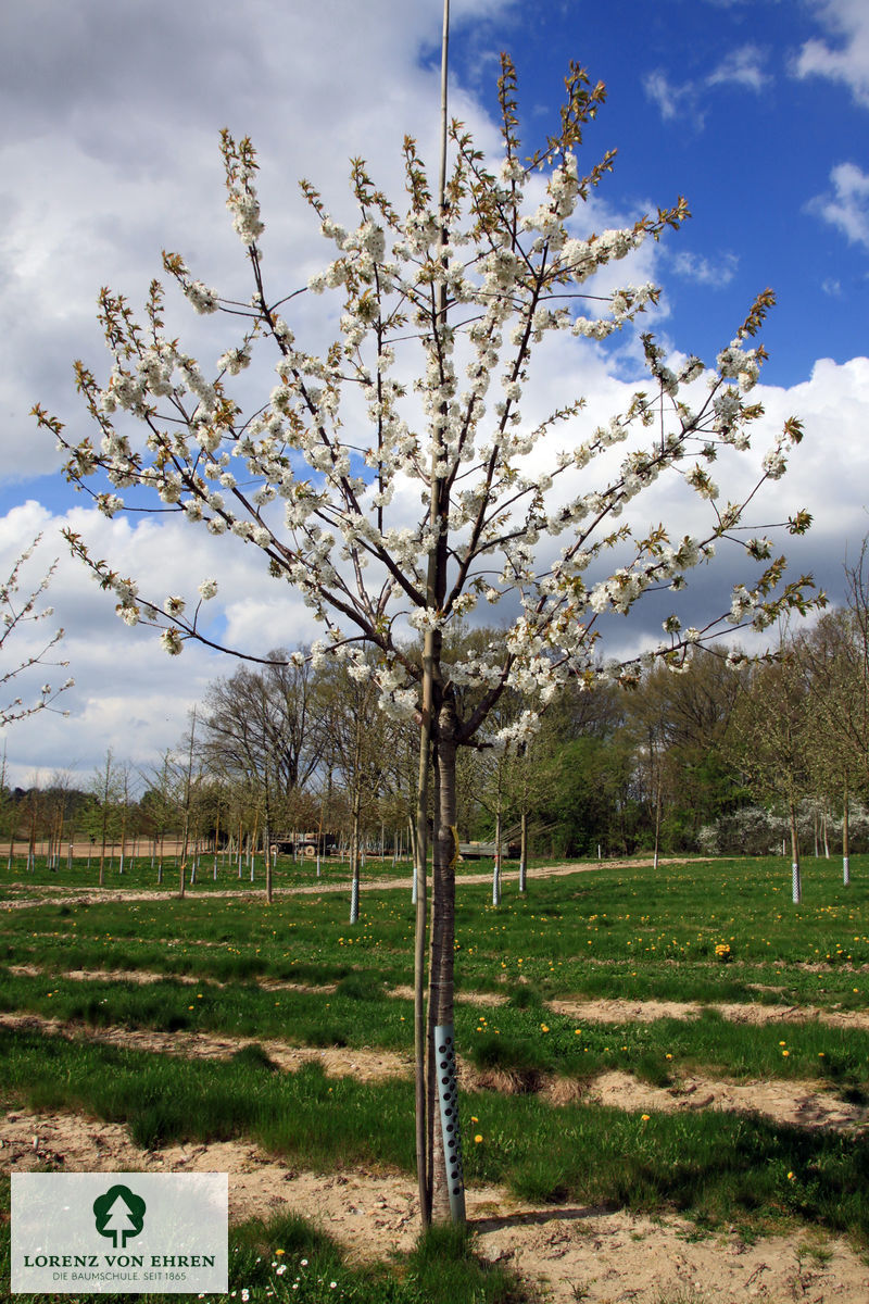 Prunus avium 'Dönissens Gelbe Knorpelkirsche'