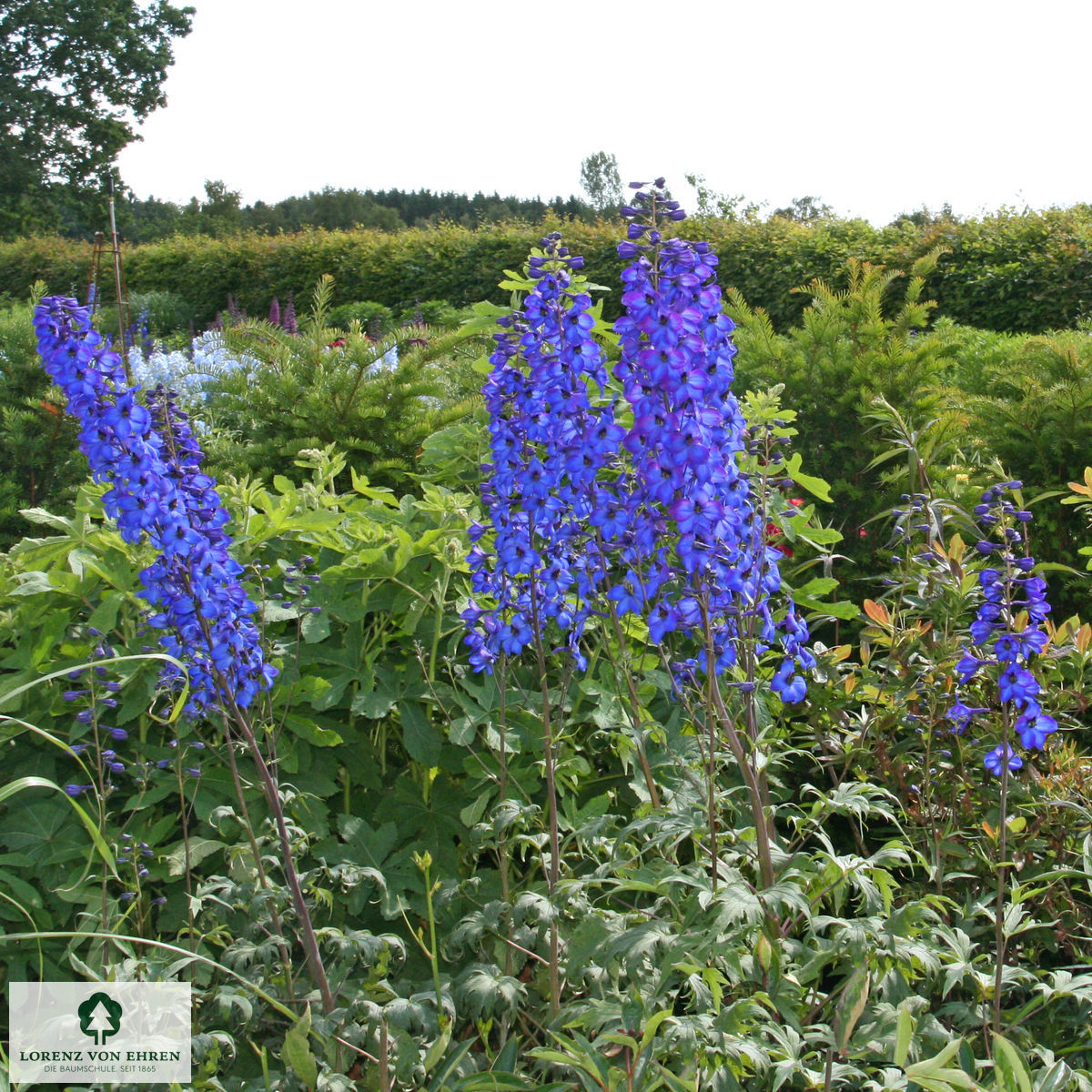 Delphinium Elatum-Hybride 'Finsteraarhorn'