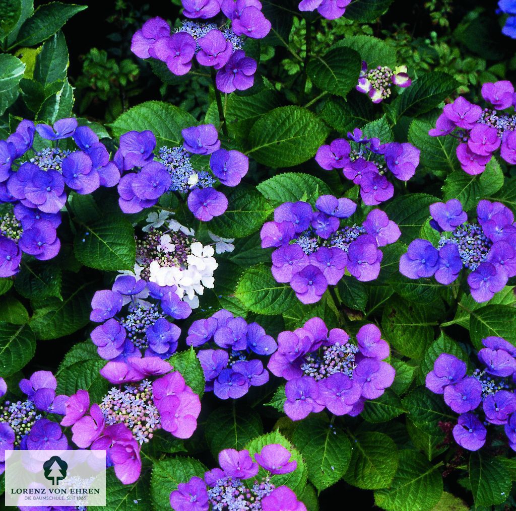 Hydrangea macrophylla 'Mariesii'