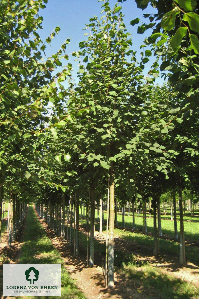 Tilia platyphyllos