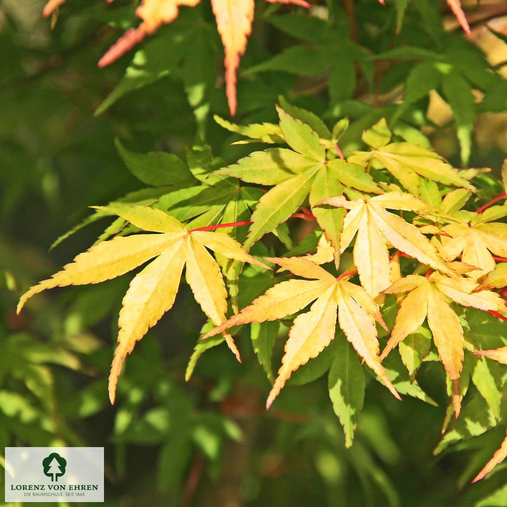 Acer palmatum 'Katsura'