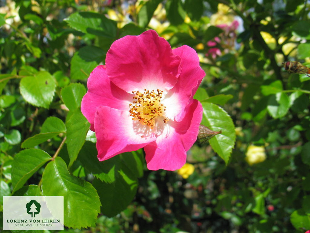 Rosa 'American Pillar'