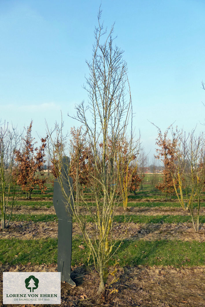 Ulmus hollandica 'Wredei'