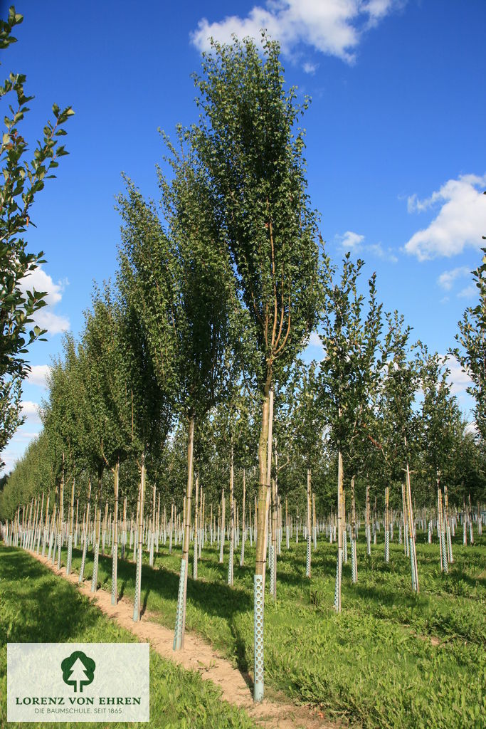 Crataegus monogyna 'Stricta'