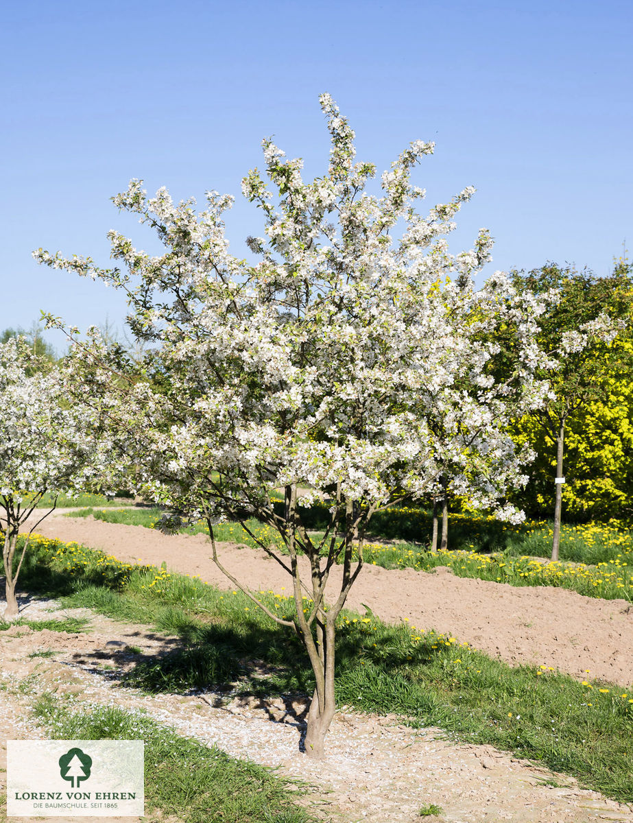 Malus evereste Mehrstaemmer