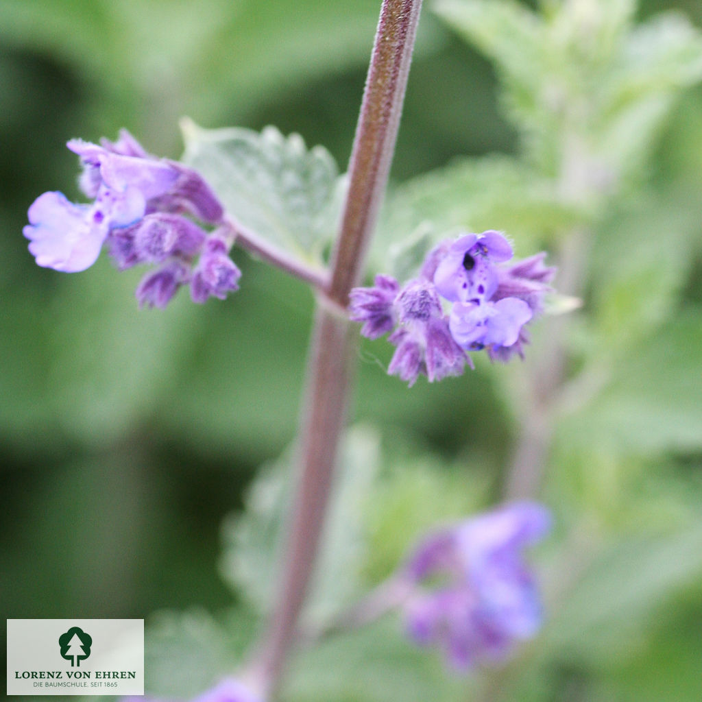 Nepeta faassenii 'Walker's Low'