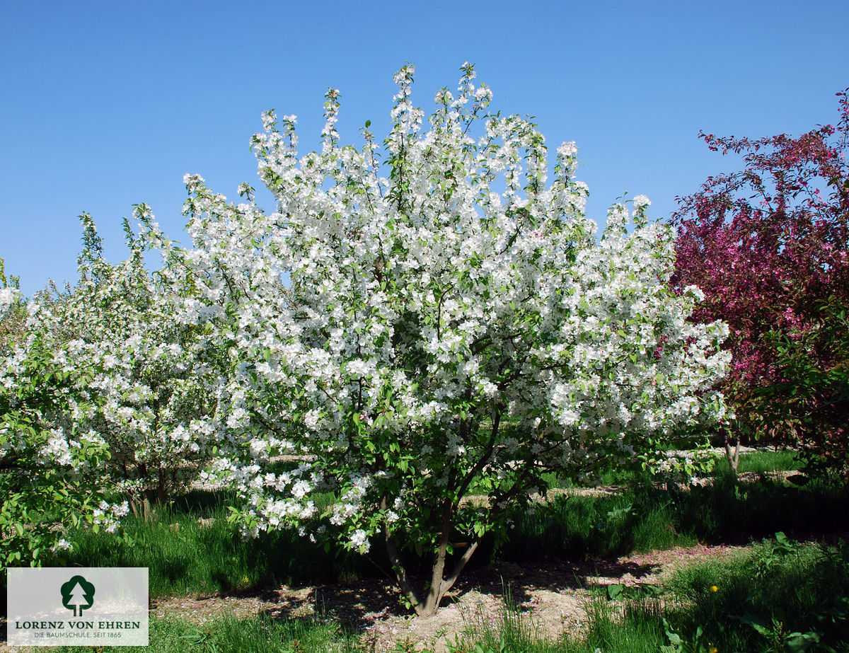 Malus 'David'